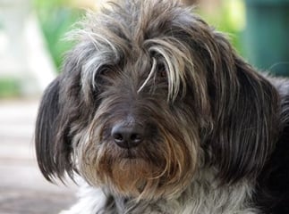 griffon bruxellois